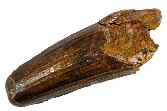 Fossil Spinosaurus Tooth - Real Dinosaur Tooth #326204